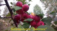 Лот: 22171979. Фото: 2. Саженцы яблоня Заветное (сладкая... Семена, рассада, садовые растения