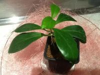 Лот: 2833641. Фото: 2. Хойя обскура. Hoya obscura. Комнатные растения и уход