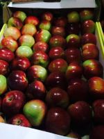 Лот: 6192198. Фото: 6. Яблоки Вкус детства Крым
