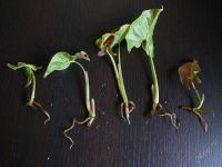 Лот: 1703777. Фото: 2. Сингониум Неон не укорененные... Комнатные растения и уход