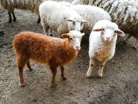 Лот: 13401115. Фото: 7. Молодые овечки - Ярочки от 2,5...