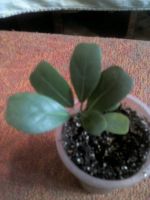 Лот: 12045951. Фото: 3. язычковый фикус.......... Растения и животные