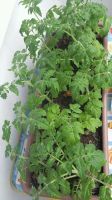 Лот: 9674298. Фото: 2. Рассада томат Балконное чудо... Семена, рассада, садовые растения