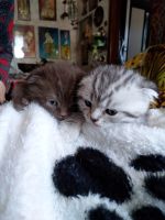 Лот: 11651122. Фото: 2. Котята шотландцы. Животные и уход