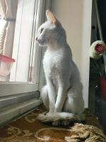 Лот: 16322545. Фото: 6. Белый Котенок (девочка) к лотку...
