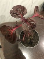 Лот: 17867954. Фото: 2. Ирезина. Комнатные растения и уход