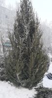 Лот: 18433324. Фото: 3. Елка Ель. Сувениры, подарки
