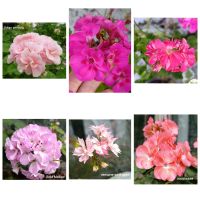 Лот: 25711118. Фото: 4. Черенки сортовых пеларгоний для... Красноярск