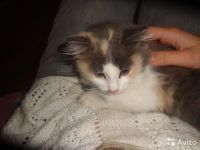 Лот: 10258170. Фото: 6. Девочка-арлекин. 3 месяца