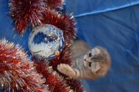 Лот: 4892765. Фото: 2. Продается шотландская малышка. Животные и уход