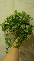 Лот: 2707450. Фото: 3. Epipremnum aureum N’Joy или Сцендапсус. Растения и животные
