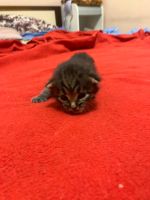 Лот: 18374077. Фото: 2. Котята классные. Животные и уход