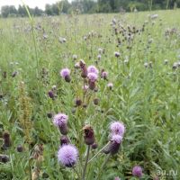 Лот: 18343915. Фото: 8. Ароматный мёд в подарок с ложечкой...