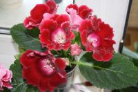 Лот: 4213340. Фото: 7. Глоксиния красная 3 (всё растение...