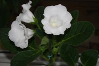 Лот: 4108553. Фото: 5. Белая глоксиния (в горшке)