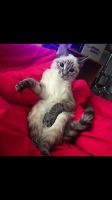 Лот: 13477896. Фото: 2. Кошка. Животные и уход