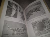 Лот: 6877998. Фото: 3. Австралийские этюды, Бернхард... Литература, книги