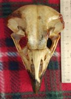 Лот: 15109992. Фото: 2. череп орла. Коллекционирование, моделизм