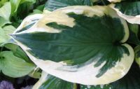 Лот: 9561944. Фото: 4. хоста Твайлайт (Hosta Twilight... Красноярск