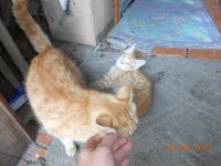 Лот: 1321626. Фото: 6. 1 котик МАЛЬЧИК, рыжего окраса...