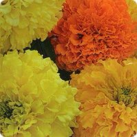 Лот: 10772462. Фото: 2. Семена бархатцев высокорослых... Семена, рассада, садовые растения