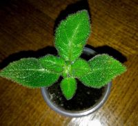 Лот: 7273026. Фото: 2. Эписция Lilacina Viridis. Комнатные растения и уход