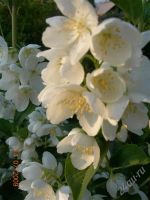 Лот: 2892466. Фото: 2. Чубушник (Садовый жасмин). Семена, рассада, садовые растения