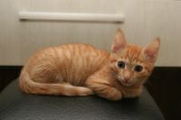 Лот: 12824154. Фото: 4. Рыжий котёнок (пацан) Help,Help... Красноярск