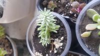 Лот: 11817932. Фото: 2. Седум Sedum griseum (суккулент... Комнатные растения и уход