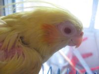 Лот: 4989630. Фото: 5. Корелла с рубля