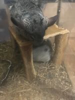 Лот: 23273219. Фото: 4. Шиншилла 1. Красноярск