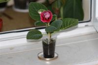 Лот: 2894602. Фото: 2. Глоксиния 37 (цветущее растение... Комнатные растения и уход