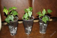 Лот: 2714626. Фото: 2. Абутилон Белла персиковый. Комнатные растения и уход