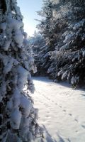 Лот: 2873273. Фото: 3. Земля Устюг. Недвижимость