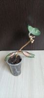 Лот: 20361698. Фото: 2. Хойя (hoya macrohylla pot of gold... Комнатные растения и уход