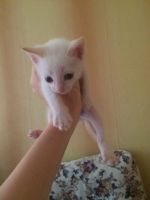 Лот: 7954614. Фото: 3. Котёнок. Растения и животные