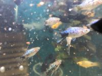 Лот: 16094298. Фото: 2. Пицилия голубая. Аквариумистика