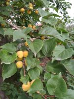 Лот: 16728632. Фото: 6. Дача на берегу Енисея рядом с...