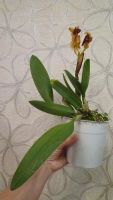 Лот: 8610742. Фото: 2. орхидея каттлея желтая с малиновой... Комнатные растения и уход