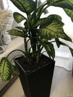 Лот: 14424450. Фото: 2. Диффенбахия "Тропик Сноу" (Dieffenbachia... Комнатные растения и уход