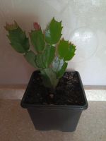 Лот: 25676458. Фото: 2. Декабрист Сортовой (Красный... Комнатные растения и уход