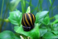 Лот: 6768869. Фото: 3. Улитка Neritina natalensis sp... Растения и животные