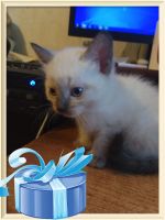 Лот: 9536291. Фото: 6. Сиамские котята 1,5 месяца (даром...