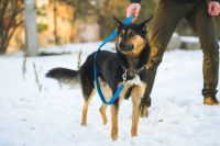Лот: 8517346. Фото: 6. Отдам красавца в хорошие руки...