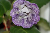 Лот: 2994160. Фото: 2. Глоксиния 18 (цветущая). Комнатные растения и уход