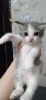 Лот: 17665606. Фото: 2. Котенок от британской кошки. Животные и уход