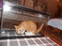 Лот: 5007279. Фото: 3. Аквариум литров 50. Растения и животные