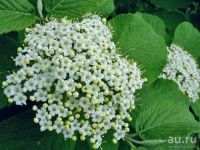 Лот: 13830198. Фото: 2. Калина Гордовина (Vibúrnum lant... Семена, рассада, садовые растения