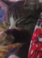 Лот: 18184253. Фото: 6. Котёнок