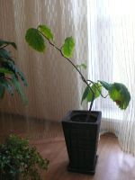 Лот: 1923749. Фото: 4. тетрастигма лиана. Красноярск